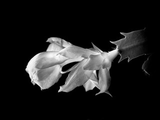 Black and white of Christmas Cactus flower.