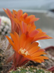 Zbliżenie na kwiat kaktusa - obrazy, fototapety, plakaty