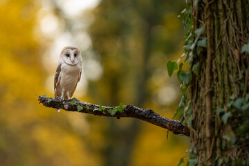 Barn owl (Tyto alba) sitting on an branch in the Prague Bohnicky cemetery of fools. Portrait of a owl in the nature habitat. Animal in the old cemetery. Halloween scene. The most negative.