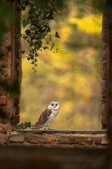 Barn owl (Tyto alba) sitting on an window niches in the Prague Bohnicky cemetery of fools. Portrait of a owl in the nature habitat. Animal in the old cemetery. Halloween scene. The most negative.