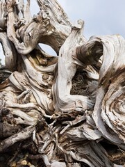 Tree root abstract under a fallen tree.
