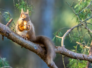 Naklejka premium Hungry little scottish red squirrel eating a nut in the forest