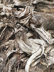 Fototapeta premium Close up of pine tree roots from fallen tree.