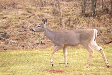 Female deer strolls through a park.