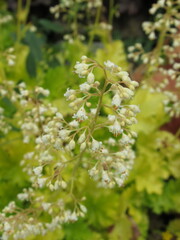 Zbliżenie na białe kwiaty rośliny z gatunku Heuchera © Kumulugma