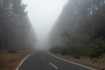 Foggy forest road. Misty nature background with pines. Mystical woods