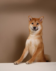 The dog leans its paws on the white table and happily begs for food or attention. The happy and smiling dog radiates health. Cute Shiba Inu Portrait on Beige Background. Place for text - 735379749