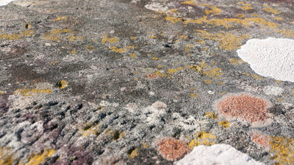 SUperficie de granito con manchas de liquen
