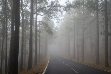 Foggy forest road. Misty nature background with pines. Mystical woods