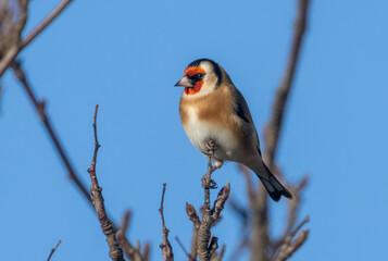 Goldfinch perched on the top of a branch with bright blue sky background