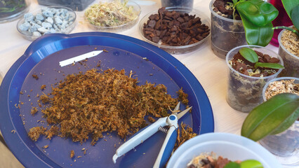 orchid transplanting, woman transplanting houseplants, houseplants are easy to care for, Beautiful orchid plant transplanted into new soil from pine bark on the background of a wooden table.