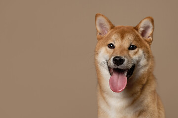 The happy and smiling dog radiates health. Cute Shiba Inu Portrait on Beige Background. A Stunning...