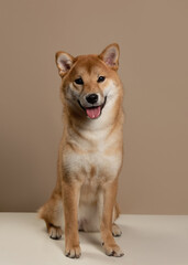 The dog leans its paws on the white table and happily begs for food or attention. The happy and smiling dog radiates health. Cute Shiba Inu Portrait on Beige Background. Place for text - 735380947