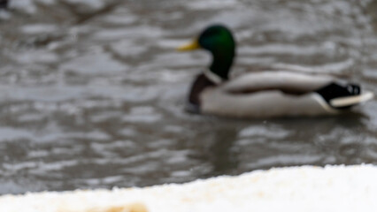 Mandarin duck in winter, Ducks in snow close-up.