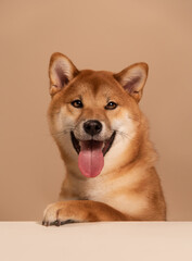 The dog leans its paws on the white table and happily begs for food or attention. The happy and smiling dog radiates health. Cute Shiba Inu Portrait on Beige Background. Place for text - 735381167