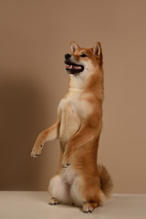 Cute Shiba Inu Portrait on Beige Background. .The dog stands on its hind legs and begs. A Stunning Representation of the Akita Inu Dog Breed. Place for text - 735381382