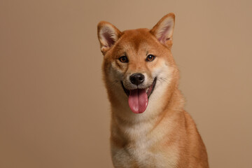 Cute Happy Shiba Inu Portrait on Beige Background: A Stunning Representation of the Akita-Inu Dog Breed, Perfect for Adding Text