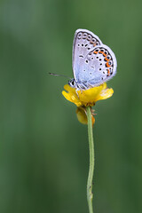 Northern Blue butterfly, known as Plebejus idas or Lycaeides idas, feeding on Meadow Buttercup in Finland.