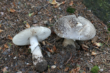 Grey Spotted Amanita, Amanita excelsa, also known as European False Blusher, wild mushroom from Finland