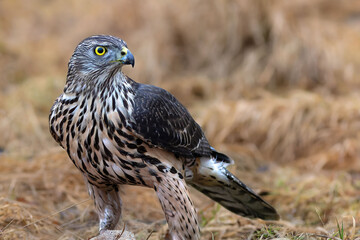 Northern Goshawk observes the surroundings