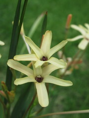 Zbliżenie na kremowe kwiaty Iksja Paniculata © Kumulugma