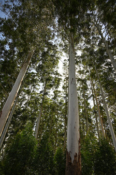 Eucalyptus Tree Forest Plantation Wood © Gustavo