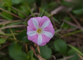 candy cane-striped field bindweed flower in pink and white