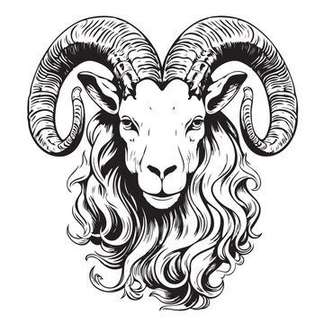Mountain goat, ibex, capricorn. Hand drawn vector sketch illustration