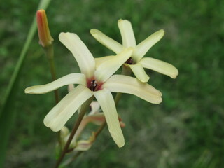 Zbliżenie na kremowe kwiaty Iksja Paniculata © Kumulugma