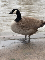 Eine europäische Wildgans steht an einem Fluss. Der Hals ist schwarz, das Gefieder ist grau und im Gesicht hat die Gans weiße Backen