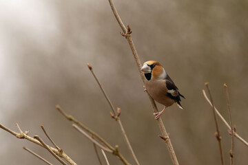 Hawfinch on a branch of bush