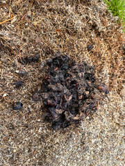 Ants decomposing scat with seeds and helping to disperse plants and returning nutrients to the environment