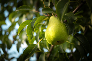 Fresh pear hanging from the tree