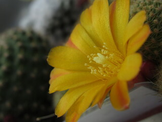 Żółty kwiat kaktusa - obrazy, fototapety, plakaty