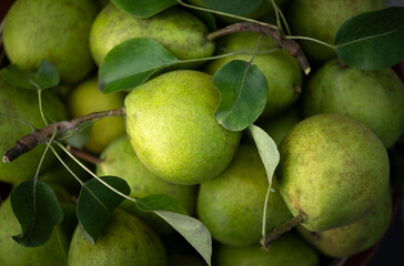 Pile of fresh pears with leaves