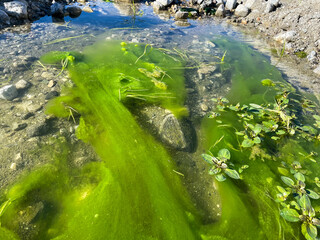 A Slow Stream with Alga Growing on the bottom very beautiful