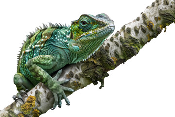 green iguana perched on a branch, isolated on transparent background, wildlife reptile, detailed close up