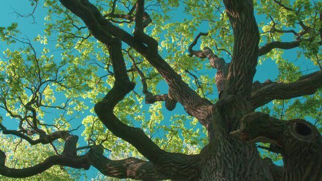 Young Spring Foliage on Old Oak Tree. A huge branchy old oak tree is covered with young spring foliage and lit by the soft evening sun. Bright foliage flutters against an azure sky