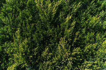 Close up Shot of Green Trees and Foliage, Nature Abstract Close up 