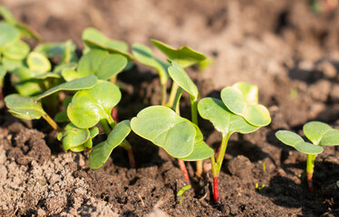 Green radish leaves on the garden bed. Growing vegetables on the farm. Eco vegetables grown with love