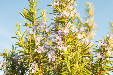 Obraz na płótnie Canvas Fresh rosemary herb with blue flowers, growing outdoors. Herb seasoning