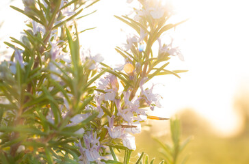 Blooming rosemary against the background of the sun sky. Herb aromatic seasoning for dishes