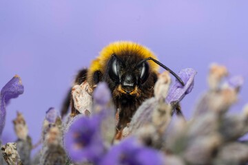 bumbelbee on a lavender flower