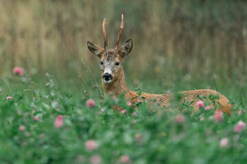Roe deer in a clover field