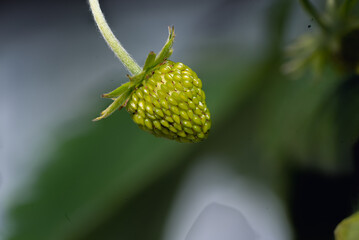 unripe strawberry
