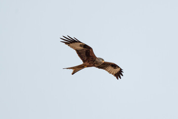 red kite in flight