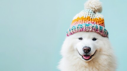 Samoyed dog wear colorful knitted hat, clean pastel background