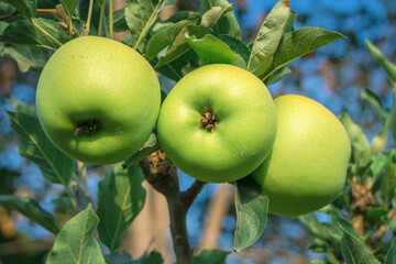 Green apples on your plant