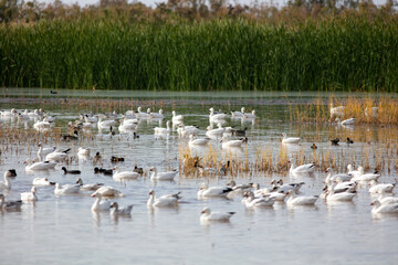 Snow Geese on a Lake Resting from their Migration