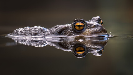Common Toad (Bufo bufo) mirrored in calm waters